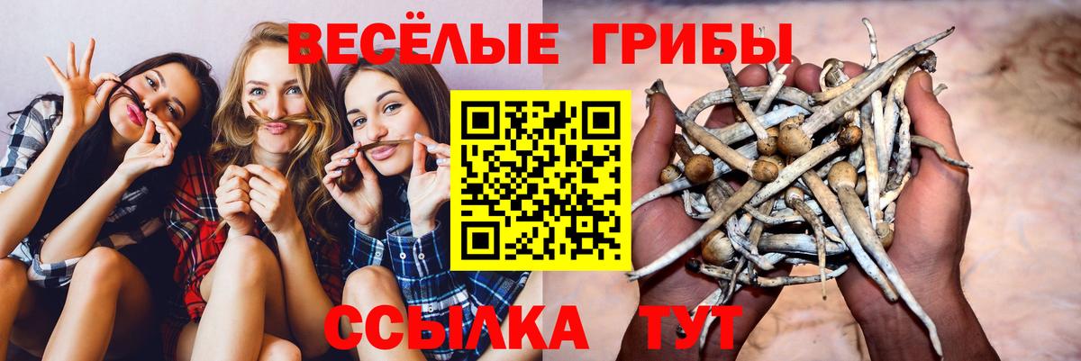 Псилоцибиновые грибы Psilocybe  Вход с VPN  Кинель  Псилоцибиновые грибы Psilocybe 